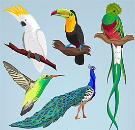 5款彩色鸟类设计矢量素材