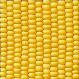 玉米的背景
