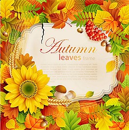 漂亮秋季葉子鮮花邊框背景圖