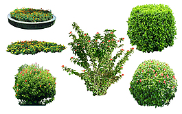 園林景觀素材 植物素材圖片