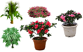 花草樹木園林景觀素材