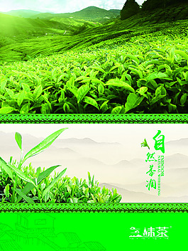 茶文化茶葉綠茶背景
