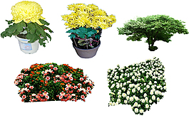   菊花園林景觀素材