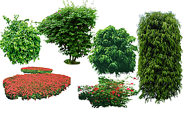 園林景觀植物素材圖片psd分層下載