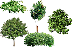 園林綠化植物樹(shù)木圖片png景觀素材