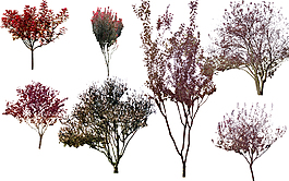 花草樹木景觀素材圖片