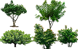 花草樹木榕樹景觀素材圖片