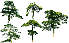 油松树园林绿化植物树木PSD素材
