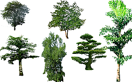园林绿化植物树木PSD素材