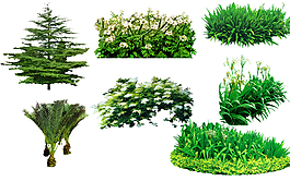 園林綠化植物樹木圖片景觀素材