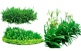 園林綠化植物樹木蘭花PSD素材