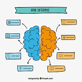 人腦的信息圖表模板的手繪風(fēng)格