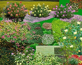 PSD格式花草分层素材