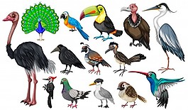 野生鳥類插畫系列