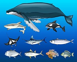 不同種類的海洋動物插畫