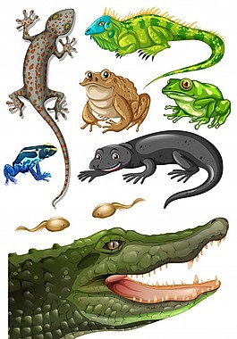 不同種類的爬行動物插畫