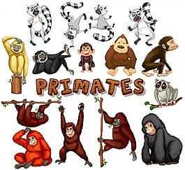 不同種類的靈長類插圖