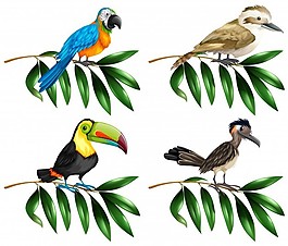 分枝圖上的四種野生鳥類