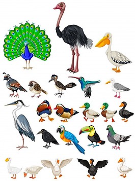不同種類的野生鳥類插圖