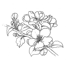 花的背景設(shè)計(jì)