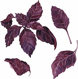 紫蘇葉子插畫