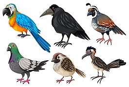 不同種類的野生鳥類插圖