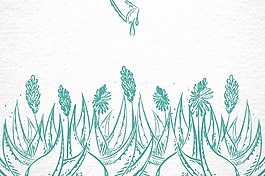 手绘芦荟插画
