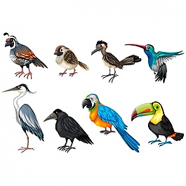顏色的鳥類收藏