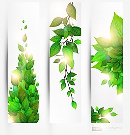清潔葉抽象日植物