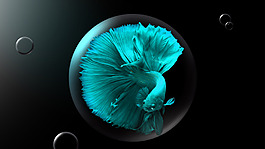 金魚