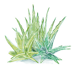 绿色手绘清新芦荟插画