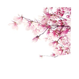 手繪粉色花朵元素