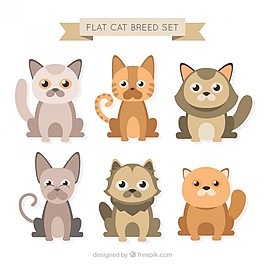 可爱的扁猫品种