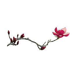 清新簡約玉蘭花元素