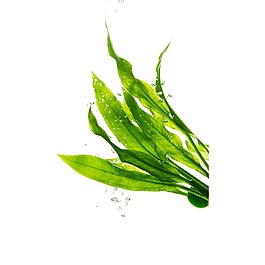 清新綠色植物元素