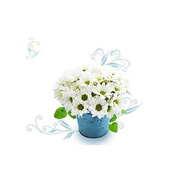 清新白色花朵元素