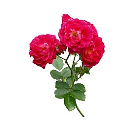 清新简约红色玫瑰花元素