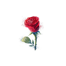 简约红色玫瑰花元素