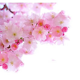 手繪浪漫花朵元素