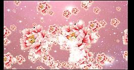 浪漫粉色牡丹背景视频素材
