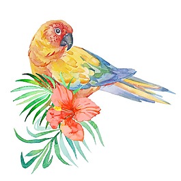 水彩绘鹦鹉和花朵插画