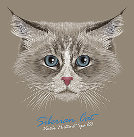 寫實的小貓頭像