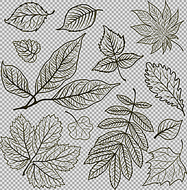 手繪素描風(fēng)格葉子免摳png透明圖層素材