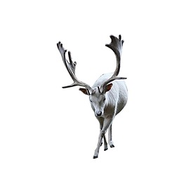 動物羚羊元素