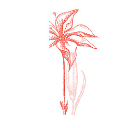 手绘素描花朵元素