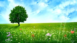 大自然风景春的气息花瓣视频(含音乐)