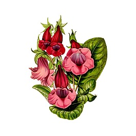 油畫花朵元素