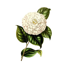 油畫花朵元素
