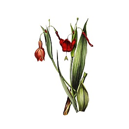 含苞花朵元素