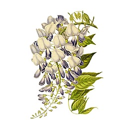 復(fù)古油畫花朵